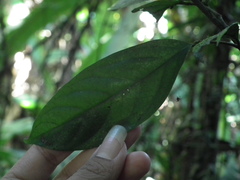 Polyalthia suberosa