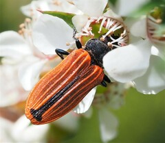 Castiarina erythroptera