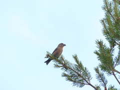 Loxia pytyopsittacus