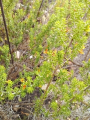 Aspalathus subtingens