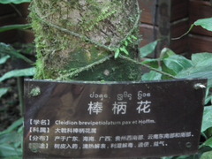 Cleidion brevipetiolatum