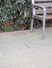 Turdus merula