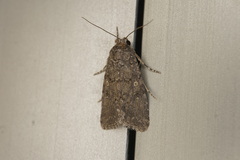 Spodoptera cilium