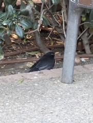 Turdus merula