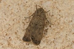 Spodoptera cilium