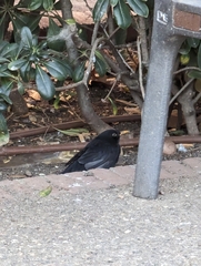 Turdus merula