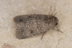 Spodoptera cilium