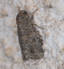 Spodoptera cilium