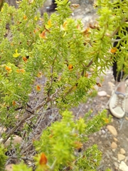 Aspalathus subtingens