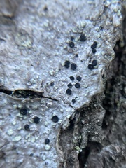 Buellia griseovirens