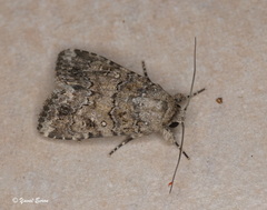 Spodoptera cilium