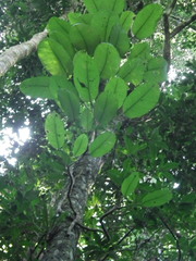 Rhaphidophora