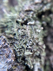 Cladonia chlorophaea