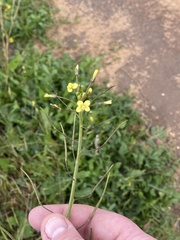 Raphanus raphanistrum