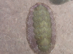 Onithochiton
