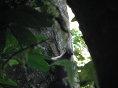 Ratufa bicolor