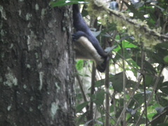 Ratufa bicolor