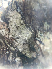 Pertusaria pupillaris