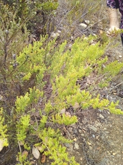 Aspalathus subtingens