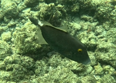 Cantherhines dumerilii