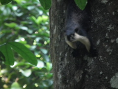 Ratufa bicolor