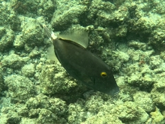 Cantherhines dumerilii