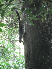 Ratufa bicolor