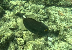 Cantherhines dumerilii