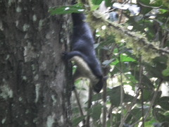 Ratufa bicolor
