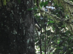 Ratufa bicolor