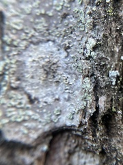 Buellia griseovirens