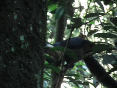Ratufa bicolor