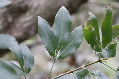 Platylophus trifoliatus