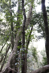 Platylophus trifoliatus