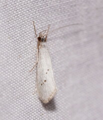 Asmicridea edwardsii