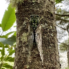 Amphipsalta zelandica