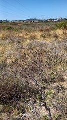 Oedera fruticosa