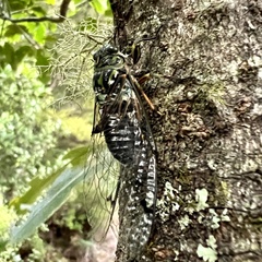 Amphipsalta zelandica