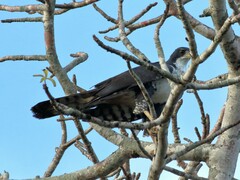 Accipiter melanoleucus