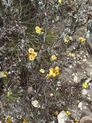 Achyranthemum mucronatum