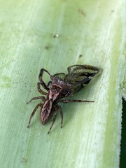 Trite auricoma