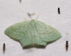 Maxates centrophylla