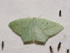 Maxates centrophylla