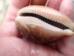 Lyncina vitellus