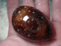 Lyncina vitellus