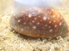 Lyncina vitellus