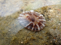 Siphonaria denticulata