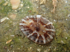 Siphonaria denticulata