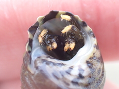 Clibanarius virescens