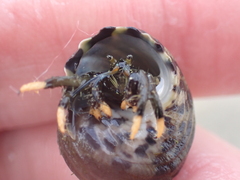 Clibanarius virescens